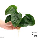 (水草)アヌビアス バルテリー バタフライ(約18cm~25cm)(1株)