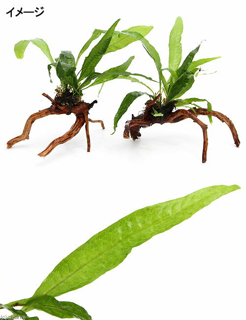 �ʿ���˥ߥ������ꥦ�ࡡ�ץƥ��ץ����֥���������ή���ա���15cm���ˡ�1�ܡ�