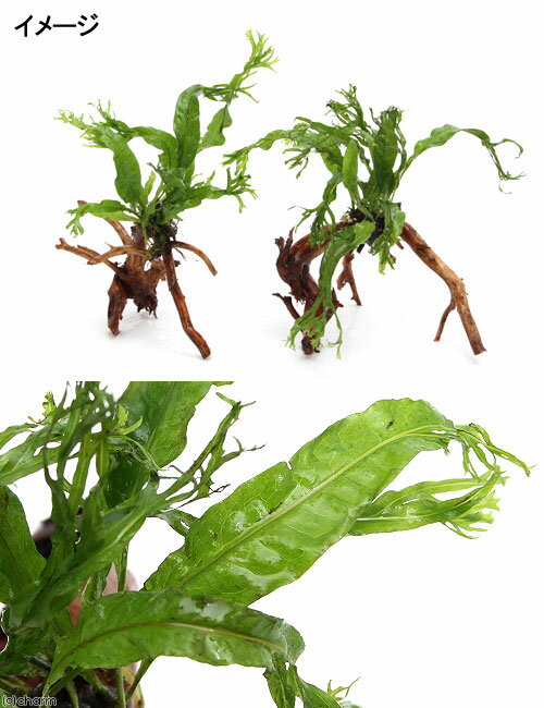 �ʿ���˥ߥ������ꥦ�ࡡ������ǥ����ա��֥���������ή���ա���15cm���ˡ�1�ܡ�