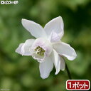(山野草)レンゲショウマ(蓮華升麻)3号 (1ポット)