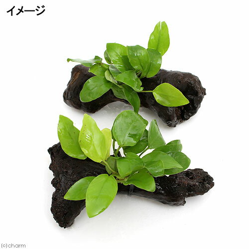 �ʿ���˥��̥ӥ����ʥʡ�������ǥ�ή�ڡ�SS�������ʿ���աˡ�1�ܡˡ���10cm��