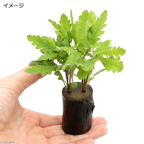 （水草）ハイグロフィラ　ピンナティフィダ（水上葉）ログポット付（無農薬）（1個）