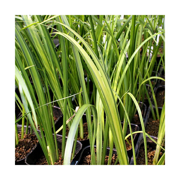 （ビオトープ）水生植物 アコルス・オウゴン（黄金） 斑入りセキショウ（1ポット） 常緑性湿性植物