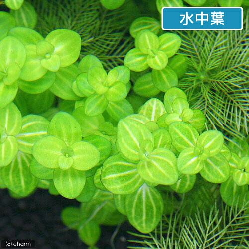 （水草）ドルマリア　コルダータ　斑入（水上葉）（無農薬）（10本）