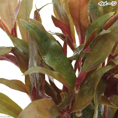 （水草）鉢植え　アルテルナンテラ　パラナ（水上葉）（無農薬）（1鉢）