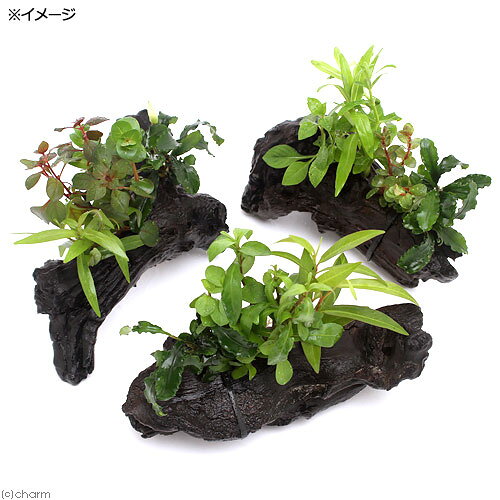 （水草）流木　ザ　ボンサイ　Ver．ブセファランドラ　Sサイズ（水上葉）（1本）（...