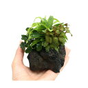 (水草)Plants Arrangement ザ ボンサイ Ver.ブセファランドラ(水上葉)(1個)