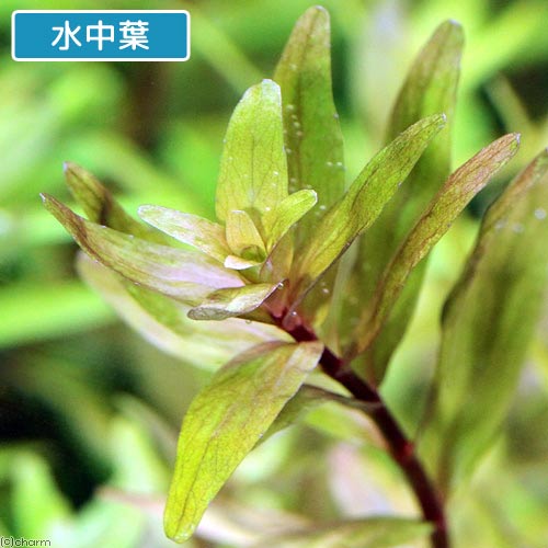 （水草）ロタラ　マクランドラ　ナローリーフ　”ラトナギリ”（水上葉）（無農薬）...