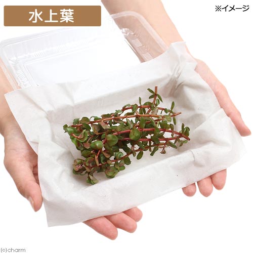 （水草）ロタラ　マクランドラ　ナローリーフ　”ラトナギリ”（水上葉）（無農薬）...