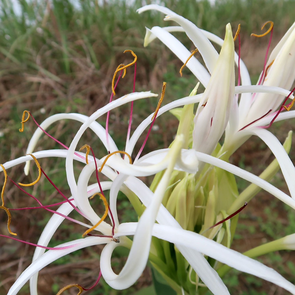 楽天市場】ハマユウ（花・ガーデン・DIY）の通販