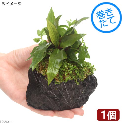 ʿPlantsArrangementܥ󥵥Ver塼Хѡ륰饹ʿաˡ1ġ