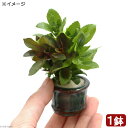 (水草)豆鉢 クリスマスカラーの寄せ植えミックス(水上葉)(1個)