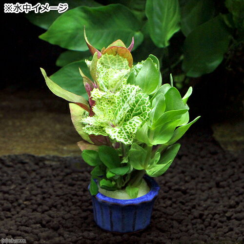（水草）豆鉢　クリスマスカラーの寄せ植えミックス（水上葉）（1個）