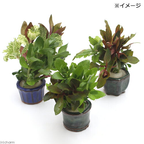 （水草）豆鉢　クリスマスカラーの寄せ植えミックス（水上葉）（1個）