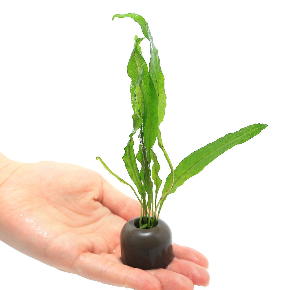 �ʿ���˥����饤�ȥ�󥰡ʥ��졼�˥ߥ������ꥦ��sp�����եȥ꡼�աʥ���ܥ����ˡ�5�ġ�