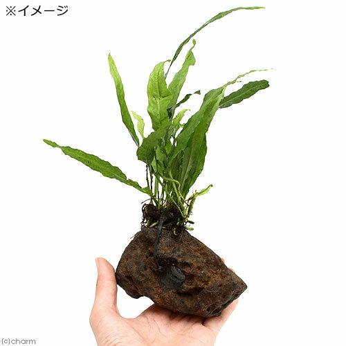 �ʿ���˥ߥ������ꥦ�ࡡ�ץƥ��ץ�sp�����եȥ꡼�աʥ���ܥ������ա��ꤢ���ϴ��С�1�ġ�