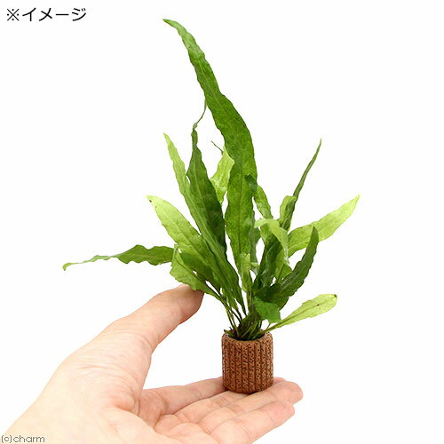 �ʿ���˥饤�եޥ������˥ߥ������ꥦ��sp�������եȥ꡼�աʥ���ܥ����ˡ�3�ġ�