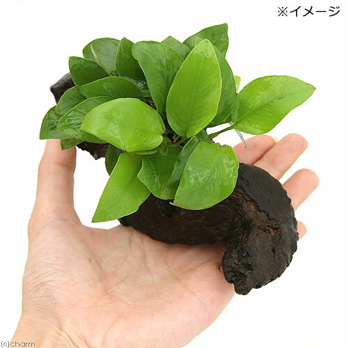 �ʿ�������֤Υ��̥ӥ������ʥ�3��ή��SS����������10cm�˥��åȡʿ���աˡ�1���åȡ�