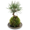 (盆栽)受け皿付き 苔玉 品種おまかせ クロマツ(黒松)(1個)観葉植物 コケ玉