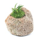 (盆栽)苔盆栽 抗火石鉢植え 品種系オモト 群雀(万年青群雀) Sサイズ(1鉢)