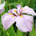 (ビオトープ)水生植物 花菖蒲 駒止桜(コマドメサクラ)肥後系薄藤色大輪六英花(1ポット)