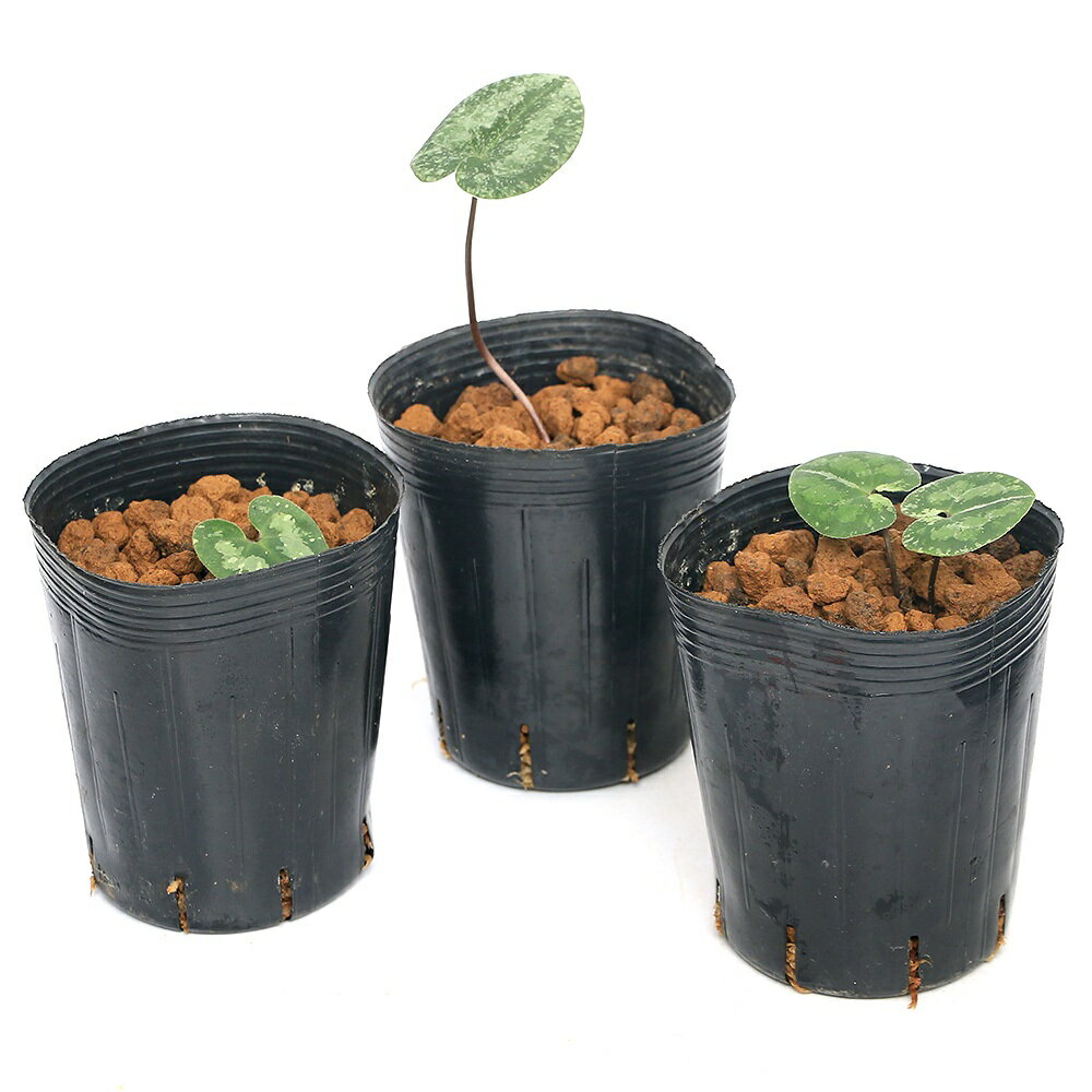 �ʻ�����˥��󥢥����ʴ����˥ߥ䥳���������԰���3���1�ݥåȡ˸�ŵ���