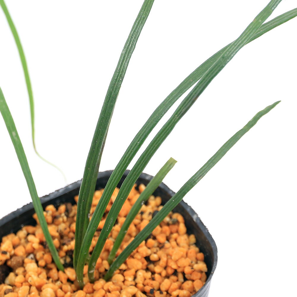 （山野草）シダ（羊歯）ナカミシシラン（中実獅子蘭）3号（1ポット）常緑性多年草