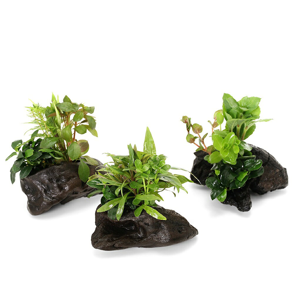 （水草）流木　ザ　ボンサイ　Ver．アヌビアス　ナナプチ　SSサイズ（水上葉）（1...