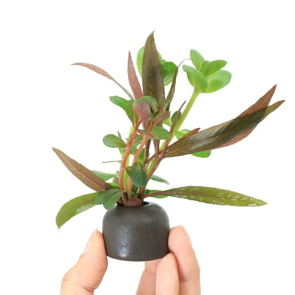 （水草）ゼオライトリング（グレー）おまかせ紅葉ミックス（水上葉）（無農薬）（1個）