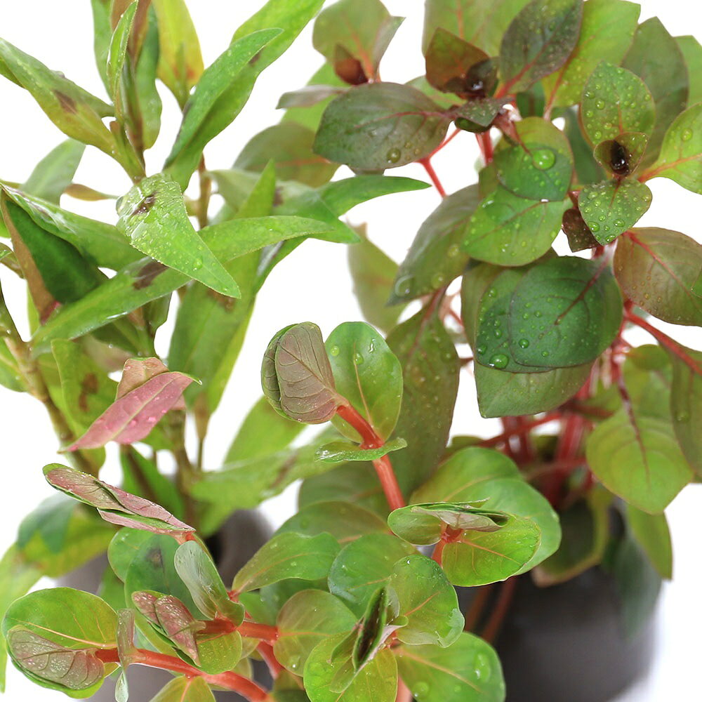 charm 3980 楽天市場店の（水草）ゼオライトリング（グレー）おまかせ赤系水草　1種（水上葉）（無農薬）（1個）｜アングル2