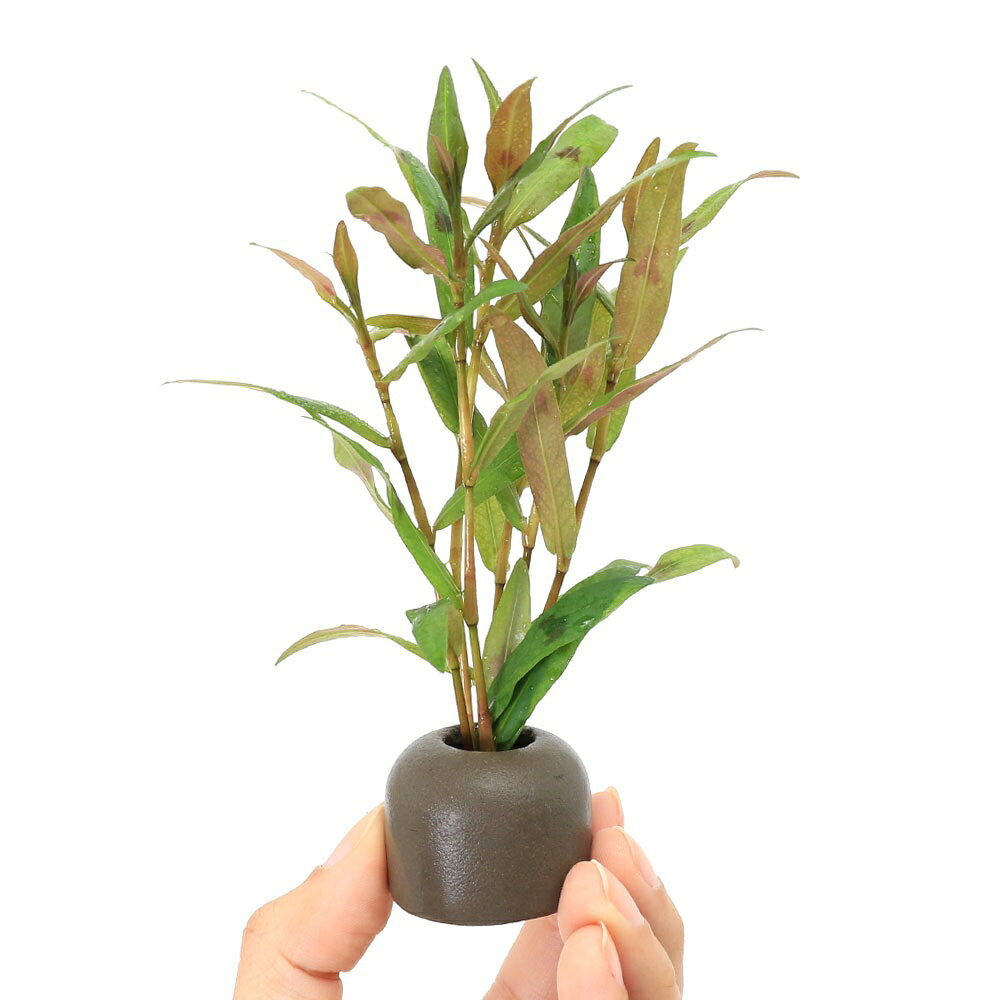 charm 3980 楽天市場店の（水草）ゼオライトリング（グレー）おまかせ赤系水草　1種（水上葉）（無農薬）（1個）｜アングル3