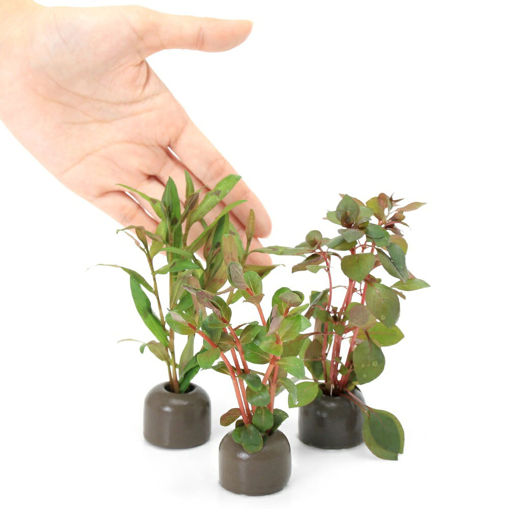（水草）ゼオライトリング（グレー）おまかせ赤系水草　3種（水上葉）（無農薬）（...