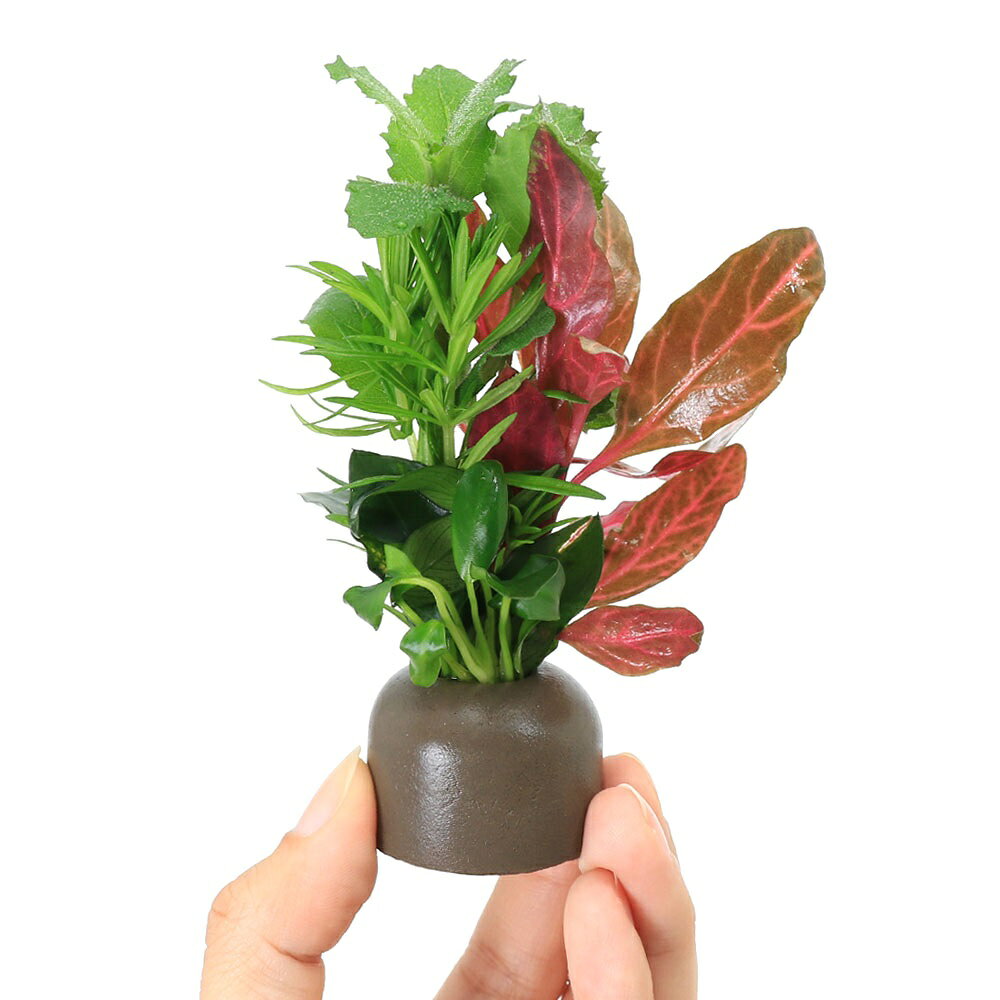 （水草）ゼオライトリング（グレー）寄せ植えミックス　Ver．クリスマスカラー（水...