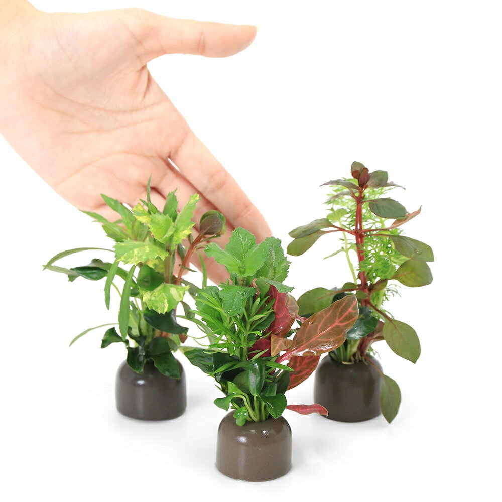 （水草）ゼオライトリング（グレー）寄せ植えミックス　Ver．クリスマスカラー（水上葉）（3個）