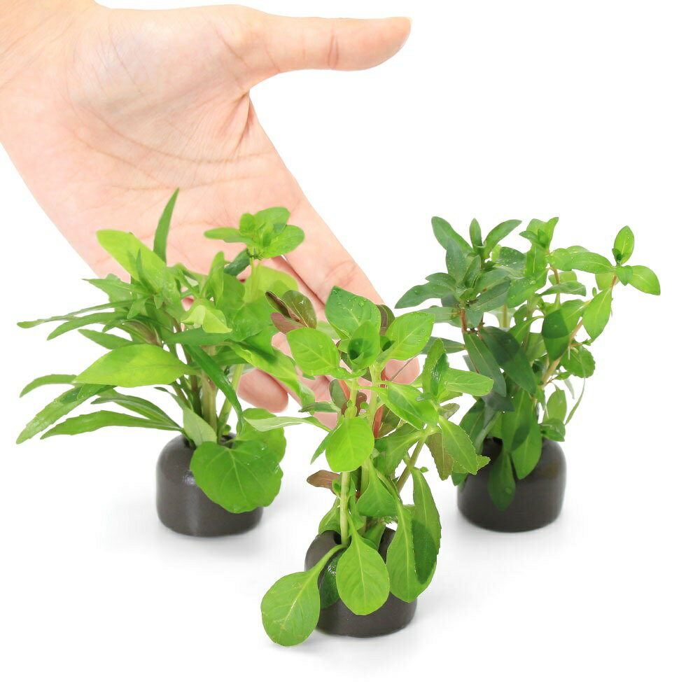 �ʿ���˥����饤�ȥ�󥰡ʥ��졼�˴󤻿����ߥå����ʿ���աˡ�̵�����ˡ�3�ġ�