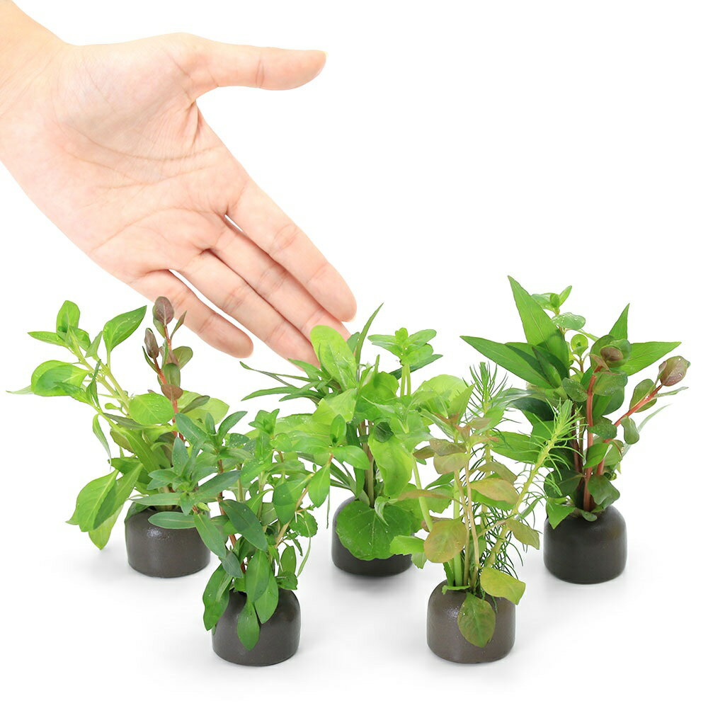 （水草）ゼオライトリング（グレー）寄せ植えミックス（水上葉）（無農薬）（5個）