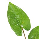 (水草)サウルルス(リザードテール)(水上葉)(無農薬)(3本)有茎草 中景草 ワンポイント 国内生産 北海道航空便要保温