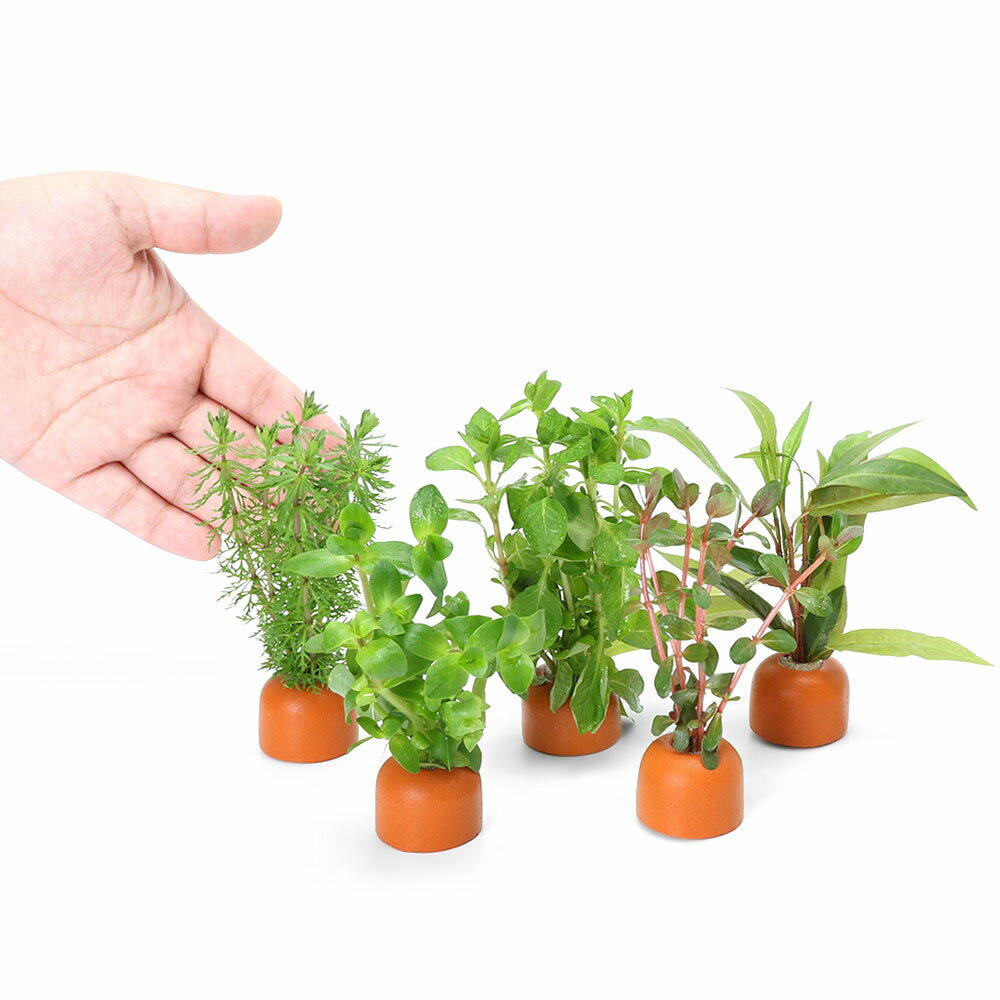 （水草）置くだけ簡単　ゼオライトリング（オレンジ）おまかせ水草5種（水上葉）（無農薬）（計5個）