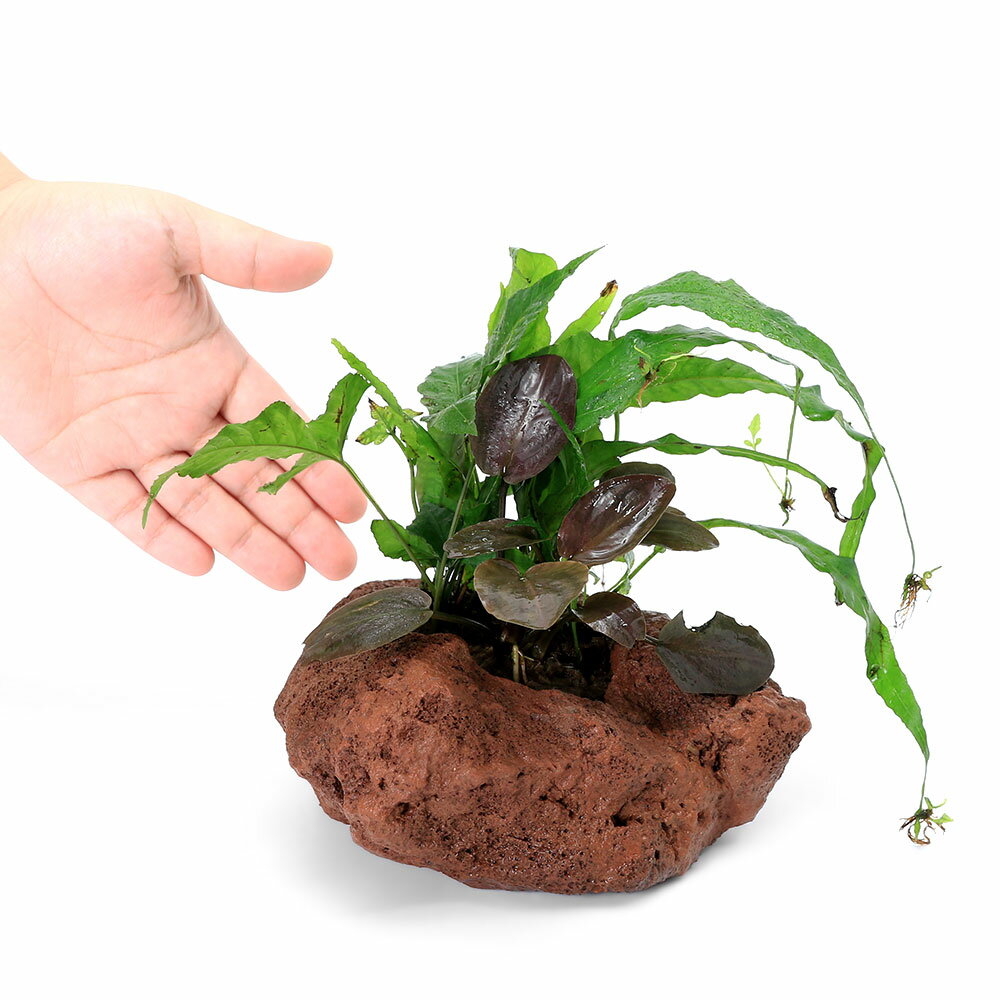 �ʥƥ�ꥦ����ϴ���ȭ���ƥ�ꥦ�࿢ʪ3��󤻿�����1�ġˡ��̳�ƻ���彣�Ҷ������ݲ�