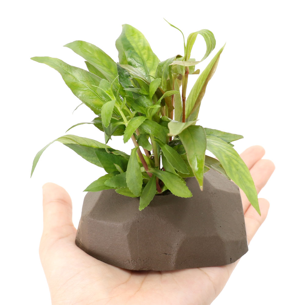 charm 3980 楽天市場店の（水草）置くだけ簡単レイアウト　ゼオライト寄せ植え（グレー）セット（水上葉）（無農薬）（1セット）｜アングル2
