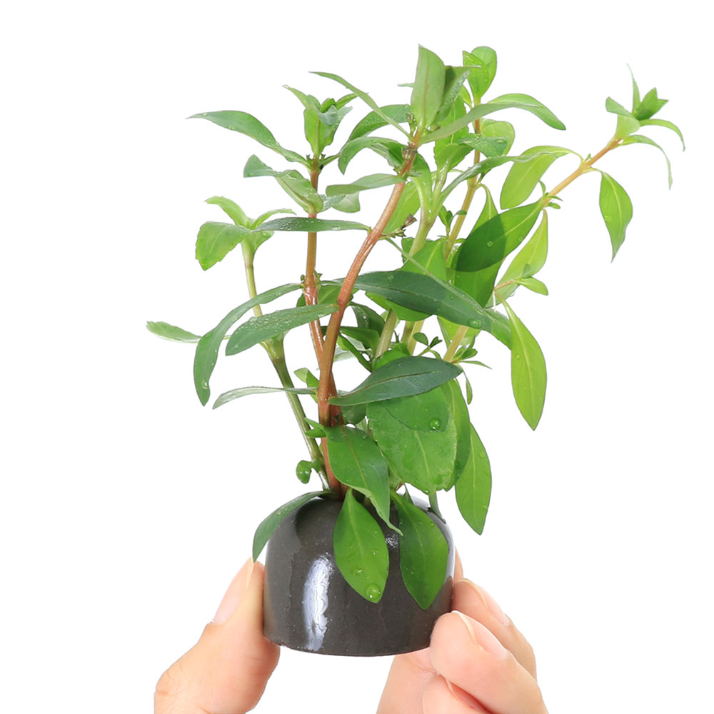 charm 3980 楽天市場店の（水草）置くだけ簡単レイアウト　ゼオライト寄せ植え（グレー）セット（水上葉）（無農薬）（1セット）｜アングル3