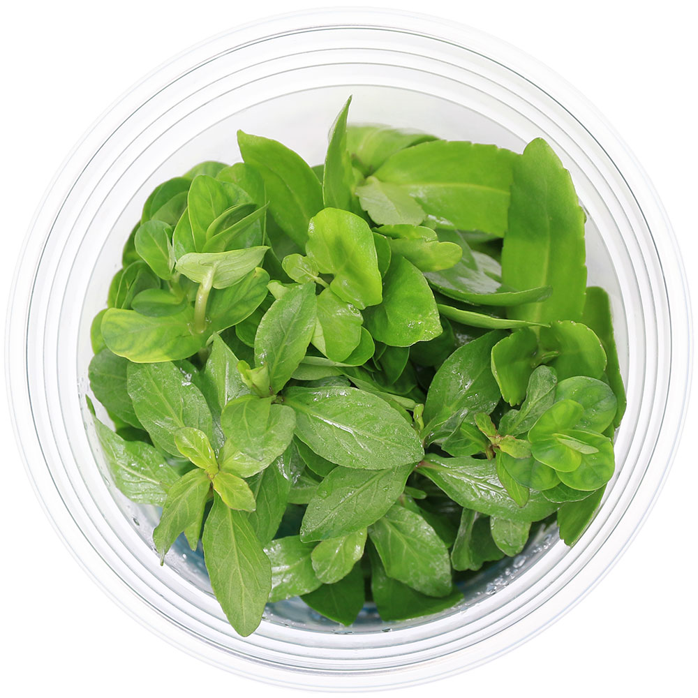 �ʿ���˥����������å�������𡡿��С���SINNRYOKU����4���̵�����ˡʿ���աˡ�1���åסˡʿ����������ա�