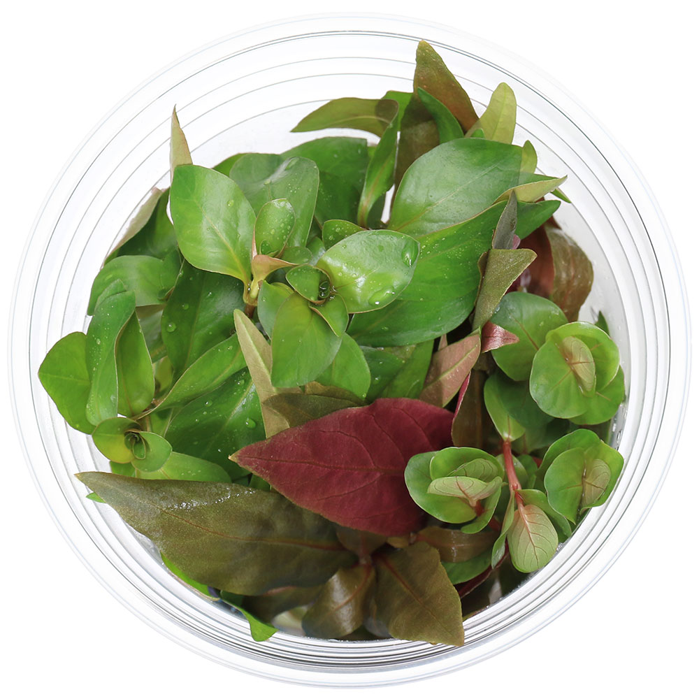 �ʿ���˥����������å�������𡡹��ա���KOUYOU����4���̵�����ˡʿ���աˡ�1���åסˡʿ����������ա�