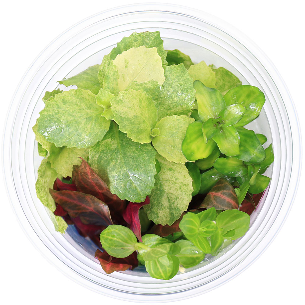 �ʿ���˥����������å��������������ߥå�������VARIEGATED����4���̵�����ˡʿ���աˡ�1���åסˡʿ����������ա�