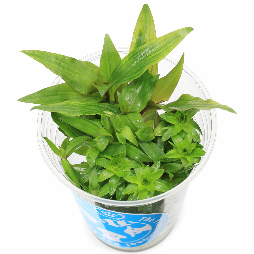 ʿ˥å𡡡RAREPLANTS4̵ˡʿաˡ1åסˡʿաˡ̳ƻҶݲ