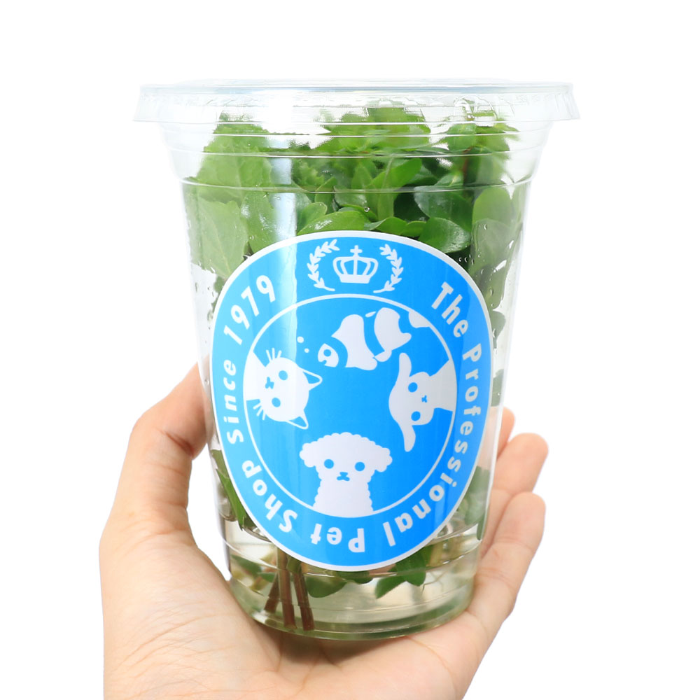 charm 3980 楽天市場店の（水草）イキイキカップ入り水草　入門種ミックス　〜BEGINNER〜　4種（無農薬）（水上葉）（1カップ）（水草説明書付）｜アングル2