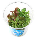 (水草)イキイキカップ入り水草 小型水槽向き水草 〜GLASSAQUA〜 4種(無農薬)(水上葉)(1カップ)(水草説明書付)