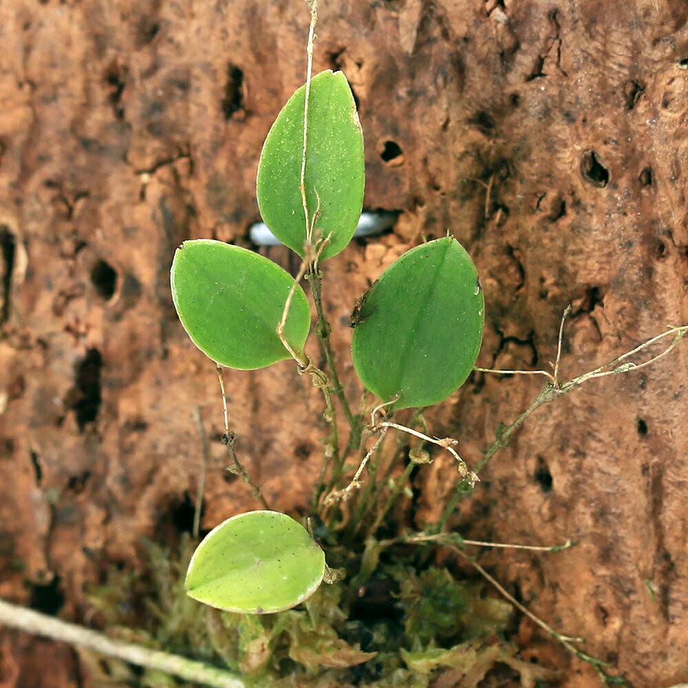 洋ラン　レパンテス　アカリナ発送サイズ草丈:約2cm〜 ※着生部から葉の付け根まで ※発送時期により前後する場合がございます。 学名（※）Lepanthes　acarina （※）…改良品種や学名が不明の種は流通名での記載の場合があります。 分類ラン科レパンテス属 どんな種類？ 育成難易度　→　★★★★☆ 栽培は空気中の乾燥に注意し、夏場は半日陰の涼しい場所で栽培を行います。 育成難易度は高めになります。 自生地である高山の雲霧林の環境にいかに近づけるかが重要になります。 特に高湿度、通気性、温度がポイントになり、温度15〜23℃、湿度約80％が目安になります。 テラリウム水槽や衣装ケースを用いて密閉することで高湿度を維持しやすくなります。 密閉容器で育成の場合は、1日1回〜2回程度の換気を行う事で通気性がある環境を再現しやすくなります。 夏季は栽培容器の温度上昇に注意し、ランの栽培において重要な昼夜の温度差を5℃程度つけることが必要です。 強い光は葉焼け等株が傷む原因になりやすく、直射日光等が当たらない環境で植物育成ライトを使用することをお勧め致します。 成長はゆっくりですが、株分けで増やす事が可能です。 管理方法日当りを好みますが、夏には風通しの良い場所で遮光します。 冬は乾燥気味に保ち、開花期を過ぎた頃から水やりを増やし、夏の生育期には十分与え、秋からは再び減らしていきます。 花を長く楽しむ為には、15〜20℃程度の低温の場所で管理しましょう。 注意※表記サイズは1株（1本）でのおおよその目安です。育成環境や、成長の度合いにより最大サイズは異なります。 ※画像はイメージです。ボリュームや葉の枚数、コルクの大きさはロットごとに異なりますのでご了承の上お買い求めください。 ※ボリュームや葉の枚数、大きさは株ごとに異なりますのでご了承の上お買い求めください。 ※葉のキズ、枯れ等があります。 … PF_SPQ　line2462terarium　_aqua　_gardening　_hachu　sfset　terrariumplants　all_plants　ガーデニング　原種　観葉植物　園芸　ビバリウム　アクアテラリウム　パルダリウム　花　苗　洋ランシリーズ　洋蘭　着生ラン　南米洋ラン　sausuamerikaorchid　Lepanthes　acarina　y23m11　2023kouki　20231129　restock