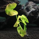 (水草)オゼコウホネ 根茎3〜10cm(水上葉)(無農薬)(1株)