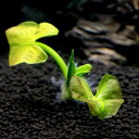 (水草)ホッカイコウホネ 根茎3〜10cm(水上葉)(無農薬)(1株)